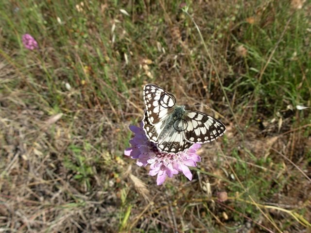 melanargia russiae?